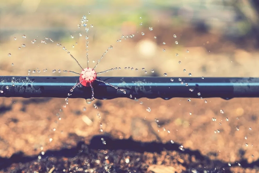 Drip Irrigation System vs. Sprinkler System