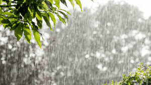 Raindrops falling through lush green leaves on a rainy day